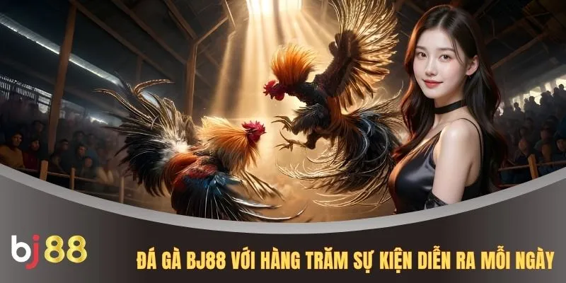 Đá gà BJ88 với hàng trăm sự kiện diễn ra mỗi ngày